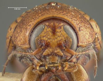 Media type: image;   Entomology 24999 Aspect: head frontal view